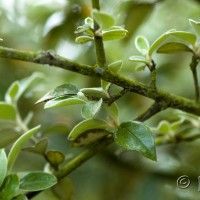 Cotoneaster sp